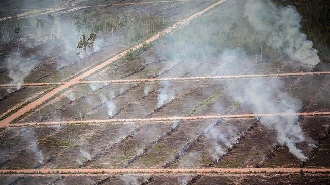 BNPB Pantau 36 Titik Panas di Papua Barat, Penanganan Karhutla Terus Diperkuat